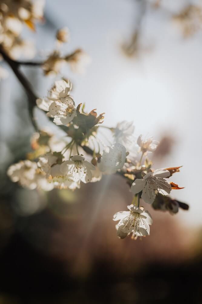 image of white blossom on a tree